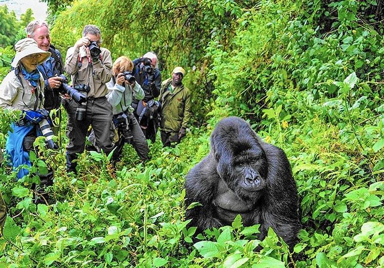 Bwindi Gorilla Trekking